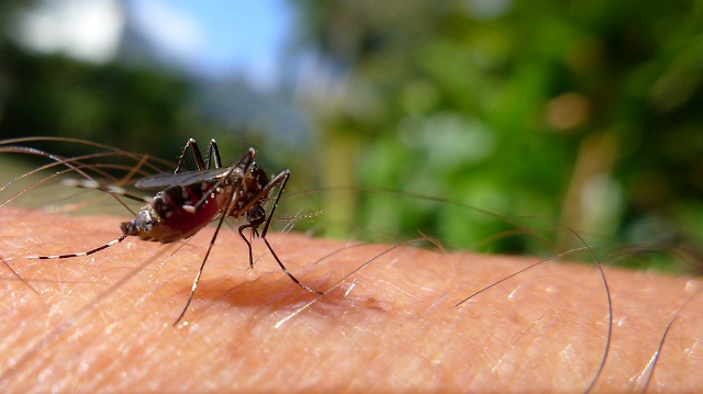 Scientists discover how mosquitoes detect human sweat